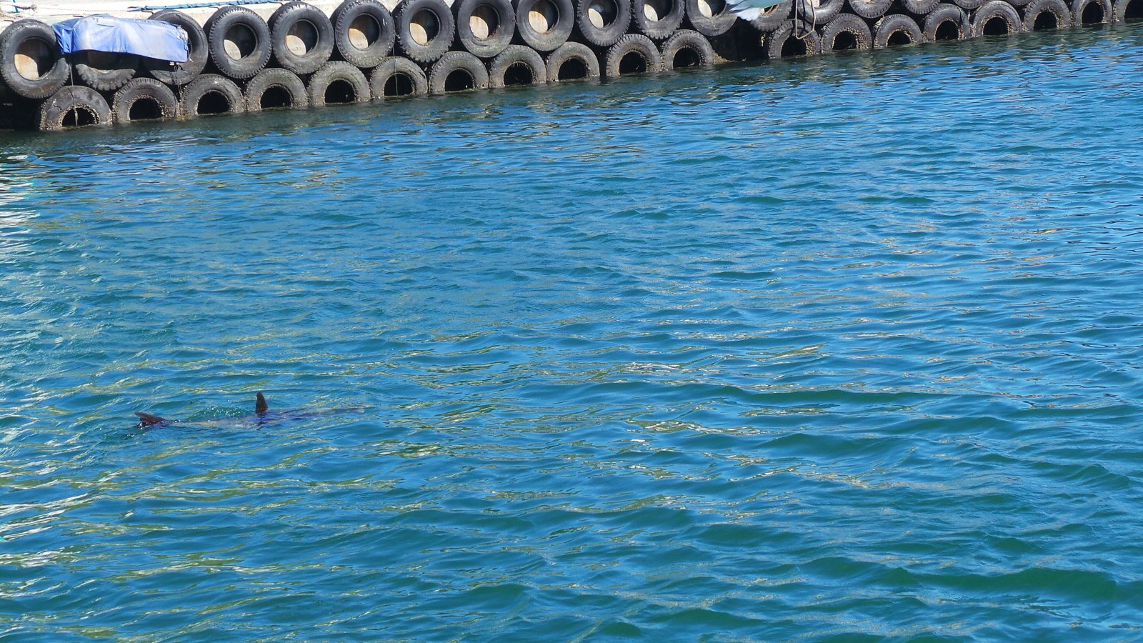 Seal Watching08